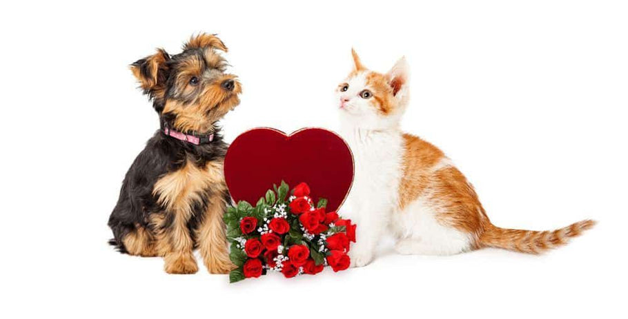 Maneras de celebrar el día de San Valentín con tu mascota