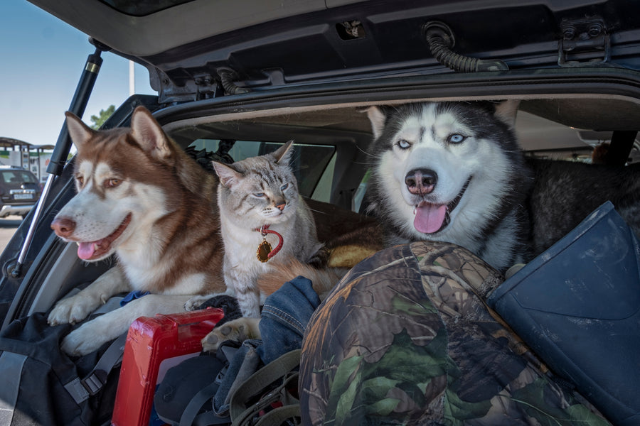 Viajar en auto con tu perro: 10 consejos de seguridad - Parte 1