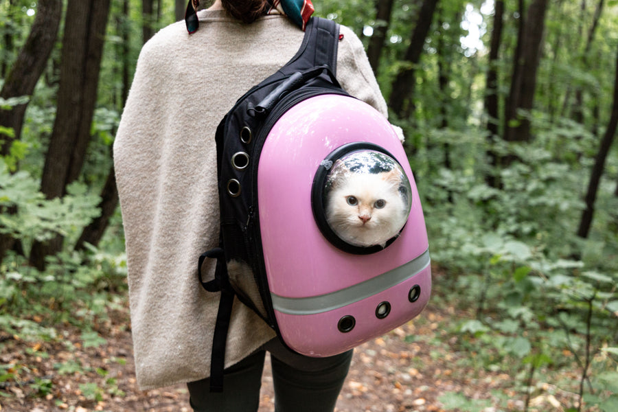 ¿Mi gatito necesita una transportador de mascotas?