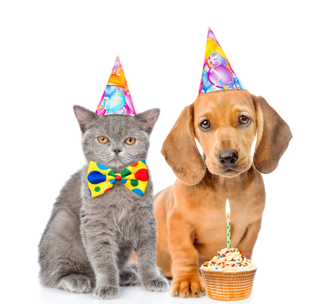 Fiestas de cumpleaños para mascotas: amor o locura?