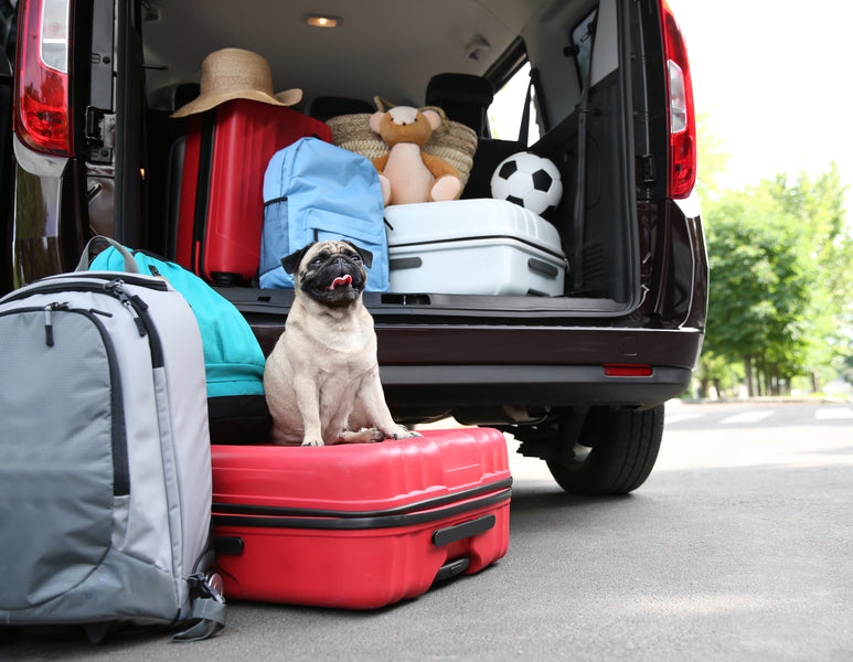 Viajes y vacaciones con tu cachorro